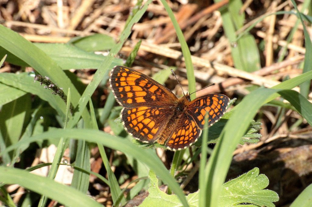 Melitaea athalia?